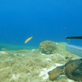 EcoScope uses baited underwater video sampling to check on pelagic predators in the Aegean